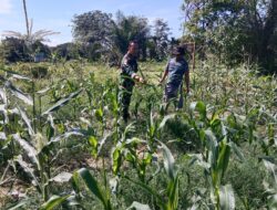 Babinsa Pantau Pertumbuhan Tanaman Jagung Bersama Petani