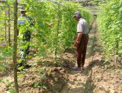 Babinsa Dampingi Petani Rawat Tanaman Pare