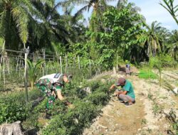 Babinsa Muka Sungai Kuruk Satu Bantu Petani Bersihkan Gulma Pada Tanaman Cabai
