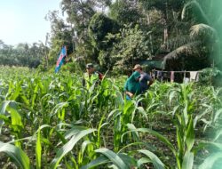 Wujudkan Ketahanan Pangan, Babinsa Pantau Pertumbuhan Jagung