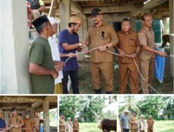 2 Ekor Sapi Kurban dari Presiden Prabowo di Serahkan Oleh Bupati Aceh Tamiang untuk Warga Terdampak Banjir
