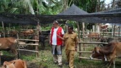 Pemkab Aceh Tamiang Terima 150 Ekor Sapi Kurban dari WEPA untuk Warga Terdampak Banjir