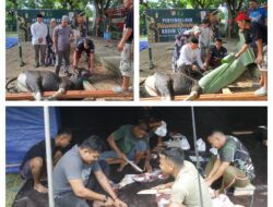 Kodim 1308/LB Tebar Kepedulian Lewat Pemotongan Hewan Kurban di Idul Adha 1446 H 2026 M