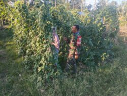 Babinsa Bantu Petani Rawat Tanaman Kacang Panjang