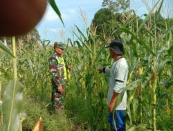 Babinsa Dampingi Petani Cek Pertumbuhan Tanaman Jagung