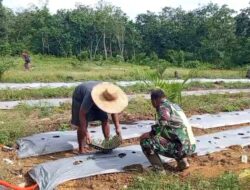 Babinsa Harum Sari Dampingi Petani Tanam Semangka