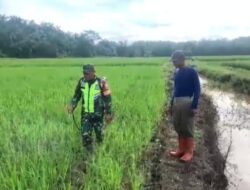 Antisipasi Serangan Hama, Babinsa Dampingi Petani Semprot Tanaman Padi