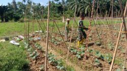 Sukseskan Swasembada Pangan, Babinsa Turun ke Kebun Dampingi Petani Timun