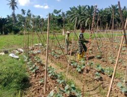 Sukseskan Swasembada Pangan, Babinsa Turun ke Kebun Dampingi Petani Timun