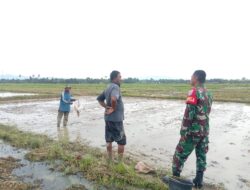 Lewat Komsos, Babinsa Motivasi Petani Jadi Garda Terdepan Swasembada Pangan