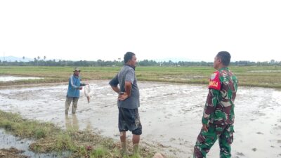 Lewat Komsos, Babinsa Motivasi Petani Jadi Garda Terdepan Swasembada Pangan