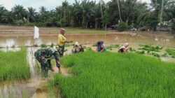 Dukung Ketahanan Pangan, Babinsa Bersama Petani Cabut Benih di Persemaian