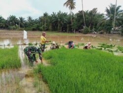 Dukung Ketahanan Pangan, Babinsa Bersama Petani Cabut Benih di Persemaian