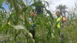 Babinsa Hadir di Tengah Petani, Dorong Produktivitas Jagung Demi Ketahanan Pangan