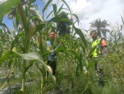 Babinsa Hadir di Tengah Petani, Dorong Produktivitas Jagung Demi Ketahanan Pangan