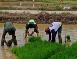 Wujud Kepedulian TNI kepada Petani, Babinsa Turun Langsung Bantu Cabut Bibit Padi Siap Tanam