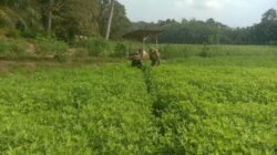 Dampingi Perawatan Dan Pembersihan Gulma Tanaman Kacang Tanah Dilakukan Babinsa Koramil Rantau