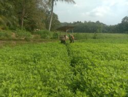 Dampingi Perawatan Dan Pembersihan Gulma Tanaman Kacang Tanah Dilakukan Babinsa Koramil Rantau