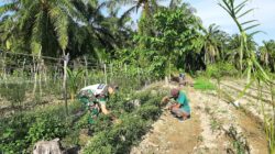 Sebagai Wujud Kepedulian, Babinsa Bantu Petani Merawat Tanaman Cabe.