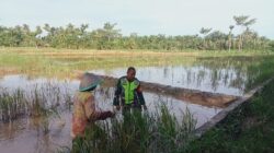 Bukan Cuma Jaga Perbatasan, Babinsa Juga Jaga Pangan: Dampingi Petani Cek Sawah