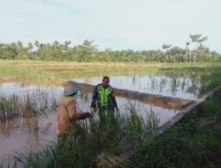 Bukan Cuma Jaga Perbatasan, Babinsa Juga Jaga Pangan: Dampingi Petani Cek Sawah