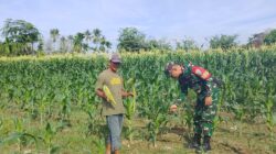 Babinsa Jadi Kawan Tani: Cek Daun ke Daun Perkembangan Jagung Warga