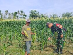 Babinsa Jadi Kawan Tani: Cek Daun ke Daun Perkembangan Jagung Warga