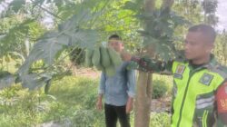 Babinsa Komsos Dan Silaturahmi Ke Petani Pepaya Madu Desa Binaan