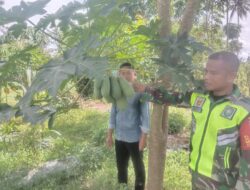 Babinsa Komsos Dan Silaturahmi Ke Petani Pepaya Madu Desa Binaan