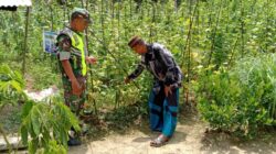 Babinsa Komsos Sambil Cek Tanaman Mentimun, Warga Dimotivasi Lebih Produktif