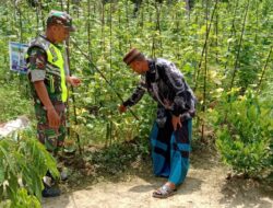 Babinsa Komsos Sambil Cek Tanaman Mentimun, Warga Dimotivasi Lebih Produktif