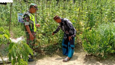 Babinsa Komsos Sambil Cek Tanaman Mentimun, Warga Dimotivasi Lebih Produktif