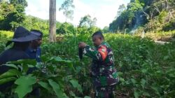 Babinsa Dampingi Petani Dalam Merawat Tanaman Terong Ungu