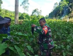 Babinsa Dampingi Petani Dalam Merawat Tanaman Terong Ungu