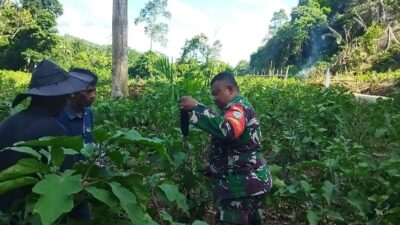 Babinsa Dampingi Petani Dalam Merawat Tanaman Terong Ungu