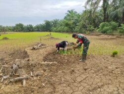 Dukung Swasembada Pangan, Babinsa Kuala Genting Terjun Langsung Bantu Tanam Padi Gogo