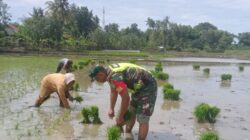 Tak Kenal Lelah, Babinsa Dampingi Petani Tanam Padi Demi Ketahanan Pangan