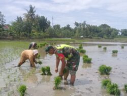 Tak Kenal Lelah, Babinsa Dampingi Petani Tanam Padi Demi Ketahanan Pangan