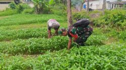 Demi Kesejahteraan Petani, Babinsa Dampingi Perawatan Tanaman Kangkung