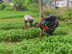 Demi Kesejahteraan Petani, Babinsa Dampingi Perawatan Tanaman Kangkung
