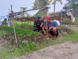 Sebagai Wujud Kepedulian, Babinsa Bantu Petani Merawat Bibit Cabe