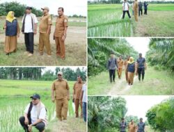 Pemkab Aceh Tamiang Kebut Perecapatan Rehabilitasi dan Rekonstruksi Lahan Pertanian
