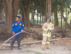 Damkar Bergerak Cepat, Sarang Tawon Hitam di Atas Pohon Berhasil Dievakuasi Demi Keselamatan Warga