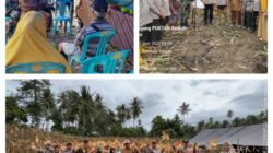 Danramil 03/Batui Hadiri Panen Raya Jagung dalam Rangka Swasembada Pangan Polres Banggai