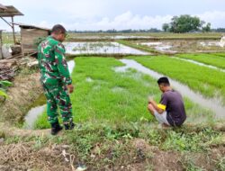 Jelang Musim Tanam, Babinsa Cek Kesiapan Benih Padi Petani