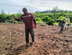 Babinsa Sulum Bantu Petani Tanam Jagung