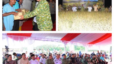 Danrem 132/Tadulako Bersama Pangdam XXIII/Palakawira Hadiri Panen Raya TNI, Perkuat Ketahanan Pangan Nasional