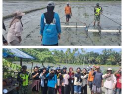 Suksekan Program Swasembada Pangan ,Danramil 1306–14/Balaesang Terjun Langsung Dengan Petani Penanaman Padi Perdana