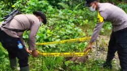 Gajah Liar Ditemukan Mati di Areal HGU PT MPLI, Polsek Tamiang Hulu Amankan Lokasi