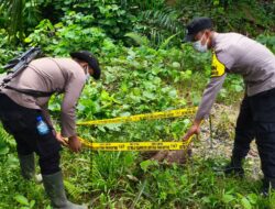 Gajah Liar Ditemukan Mati di Areal HGU PT MPLI, Polsek Tamiang Hulu Amankan Lokasi